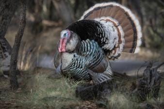 Isolated photo of a Gould's turkey, all about this turkey species concept.