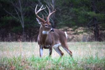 A whitetail buck in a field, using deer calls concept.