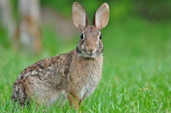 A rabbit in the grass, best times to hunt rabbit concept.