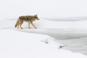 Coyote walks on frozen ground, coyote hunting tips concept.