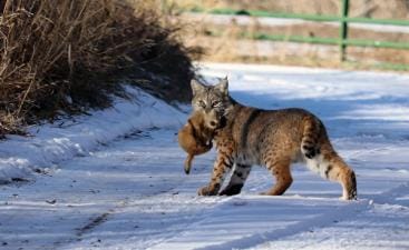 Bobcat with animal in its mouth, hunting and trapping bobcat concept.