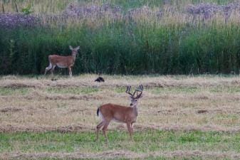 Deer in a field with velvet on antlers, when do deer antlers grow concept.