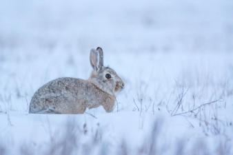 A rabbit sits in the snow, rabbit hunting season concept.