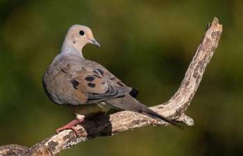 A dove perched on a branch, dove season Texas concept