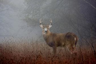 A whitetail buck in cloudy, foggy weather, understanding barometric pressure for hunting concept.