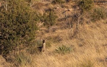 A coues deer in the brush, Arizona coues deer hunting concept.