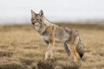 A coyote on alert in a field, coyote hunting concept.