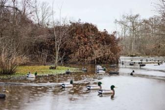 Several duck decoys on the water, what is decoy hunting concept.