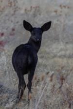 Isolated image of a black deer in a field.
