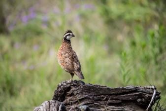 A quail stands on a log, calling quail for hunting concept.