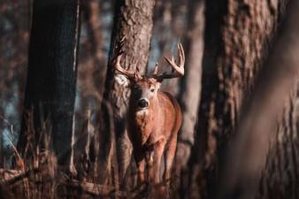 A buck deer in the woods, how to process a deer concept.