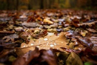 Close-up of wet leaves on the ground, tips for hunting whitetail in the rain