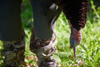 Close-up of a turkey's head hanging down near a hunter's boots, turkey hunting concept.