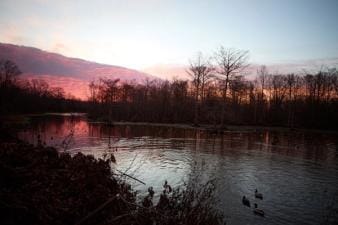 Wide view of water, trees, and decoys, can you hunt waterfowl production areas concept.