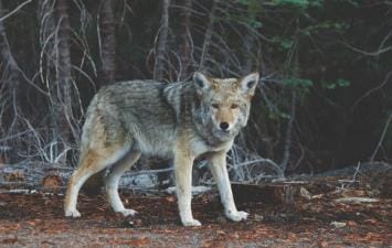 A coyote in the brush. 
