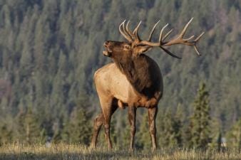 A bull elk bugles on top of a hill.
