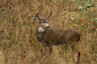 A large black tailed deer in a field, blacktail deer season concept.
