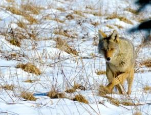 A coyote in the snow, predator hunting concept.