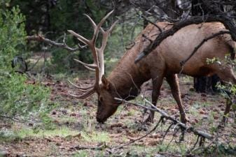 An elk eating in the woods, Arizona elk hunting concept.