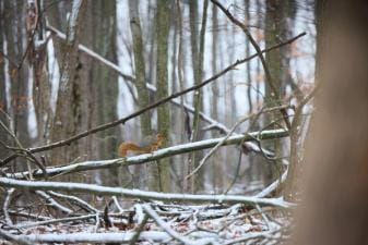 A squirrel sits on a tree branch with snow.