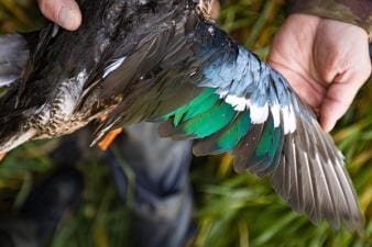 Hunter spreads a duck wing, types of ducks for hunting concept.