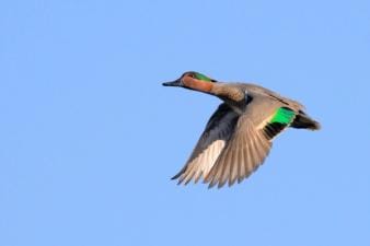 Duck in flight against blue sky, how high can ducks fly concept.