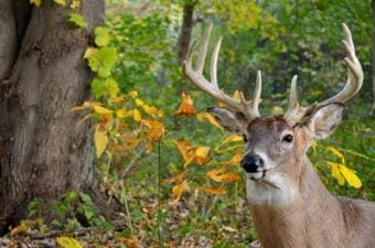 A whitetail buck in the trees, how to stalk the rut concept.