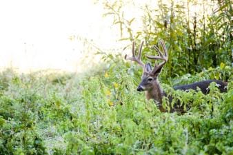 A whitetail buck in a green field, when is deer season Florida concept.
