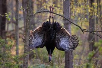 Turkey displayed in a tree after a hunt, Georgia spring turkey season 2026 concept.