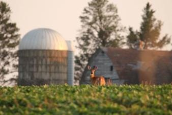A deer in a food plot near a barn.