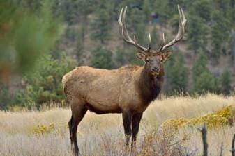 A big elk looking straight ahead, deer vs elk concept.