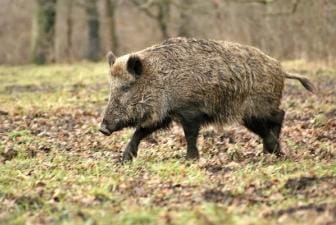 A wild hog in the field, hog hunting concept.