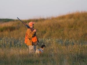 A hunter in blaze orange holding a shotgun with a dog in a field, dove season Georgia concept.