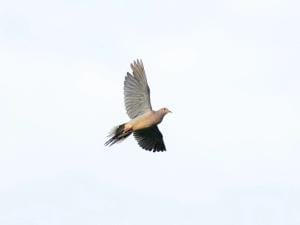 Dove in flight, find dove hunting near me concept.
