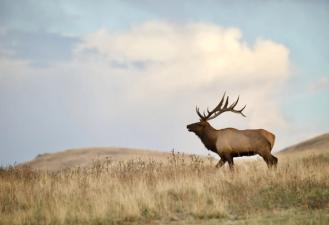 Bull elk on a ridge, over the counter elk tags concept.