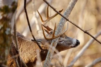 A white-tail deer scrapes antlers on a tree.