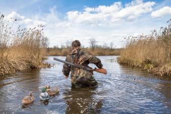 A duck hunter wades in water and tall reeds with shotgun and decoys, Texas duck season concept.
