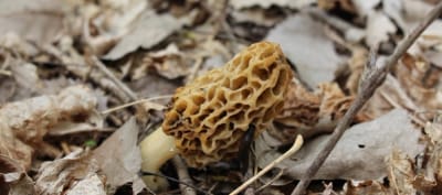 Close-up of a morel mushroom on the ground, morel mushroom hunting concept.
