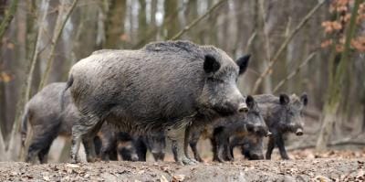 A group of wild hogs in the brush.