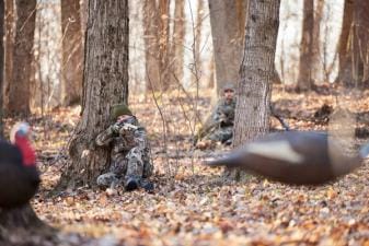 Turkey hunters sitting against trees aiming toward turkey decoys, PA seasons and bag limits concept.