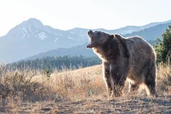 A big bear growls while standing on the side of a hill, bear hunting concept.