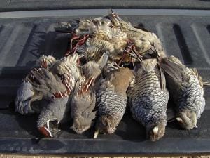 Several upland birds in the bed of a truck after a successful hunt, best times for upland bird hunting concept.