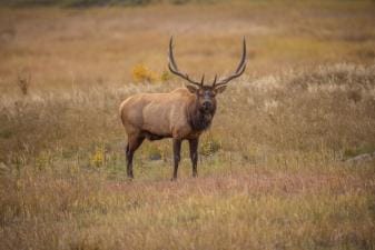 Large bull elk in field looks directly ahead, how to find elk in Colorado concept.