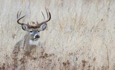 A whitetail buck laying in tall grass, NC deer season concept.