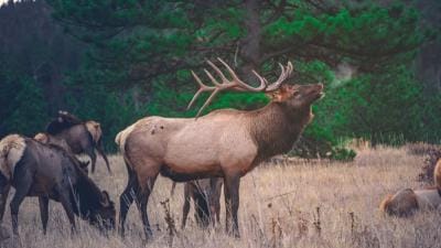 An elk bugling in a herd, elk facts concept.