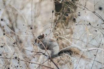 A squirrel sits on a tree limb, winter squirrel hunting concept.