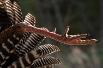 Close-up of a turkey foot and feathers, best turkey hunting states concept.