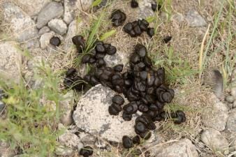 Deer droppings on rocky ground.