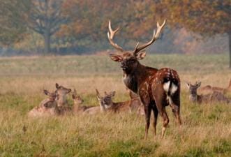 A buck Sika deer standing in front of does laying down.