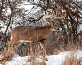 A buck standing in the brush and snow, muzzleloader hunting season concept.